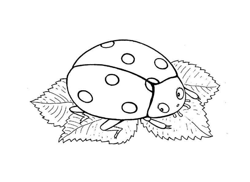 Raskraska Raskraski Nasekomye Bozhya Korovka Na Listyah Zhuki